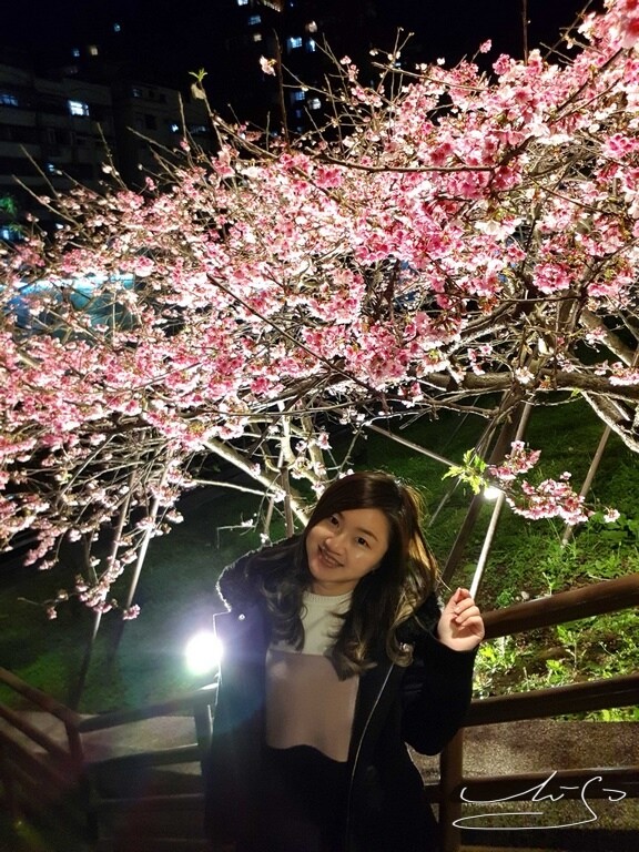 【2022東湖樂活公園櫻花】賞夜櫻最新情報 ➤ 樂活夜櫻季！3公里多達9種櫻花！北台灣賞櫻熱門景點！寒櫻/八重