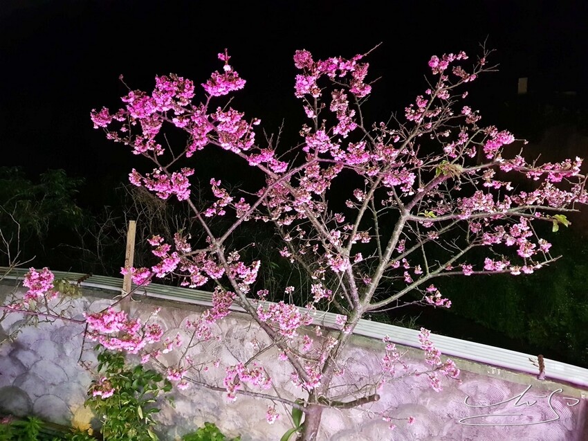 【2022東湖樂活公園櫻花】賞夜櫻最新情報 ➤ 樂活夜櫻季！3公里多達9種櫻花！北台灣賞櫻熱門景點！寒櫻/八重