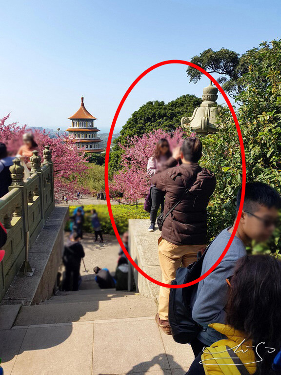 【2022淡水天元宮櫻花】賞櫻花季最新情報 ➤ 賞櫻前線交通資訊！北台灣賞櫻熱門景點！三色櫻／吉野櫻花期！