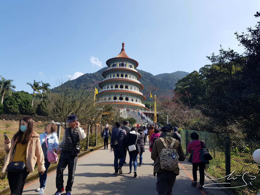 【2022淡水天元宮櫻花】賞櫻花季最新情報 ➤ 賞櫻前線交通資訊！北台灣賞櫻熱門景點！三色櫻／吉野櫻花期！