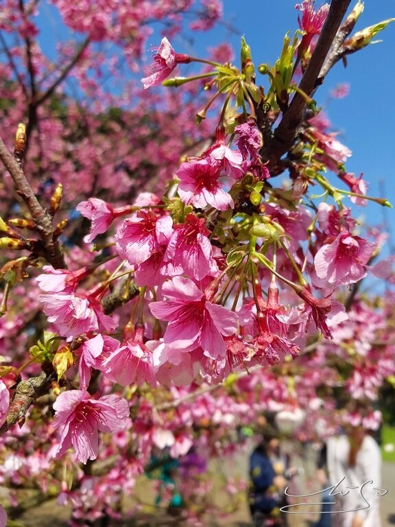 【2022淡水天元宮櫻花】賞櫻花季最新情報 ➤ 賞櫻前線交通資訊！北台灣賞櫻熱門景點！三色櫻／吉野櫻花期！