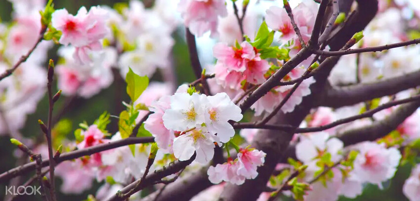 【2022台灣櫻花季】全台賞櫻景點推薦Top7 ➤ 最新情報！熱門打卡景點！交通資訊/賞櫻花期一次告訴你！