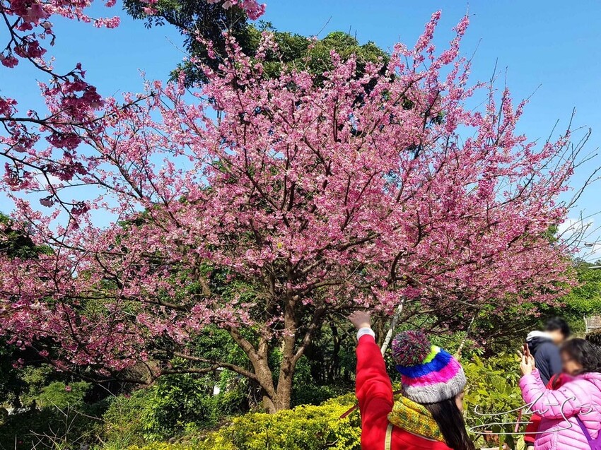 【2022台灣櫻花季】全台賞櫻景點推薦Top7 ➤ 最新情報！熱門打卡景點！交通資訊/賞櫻花期一次告訴你！