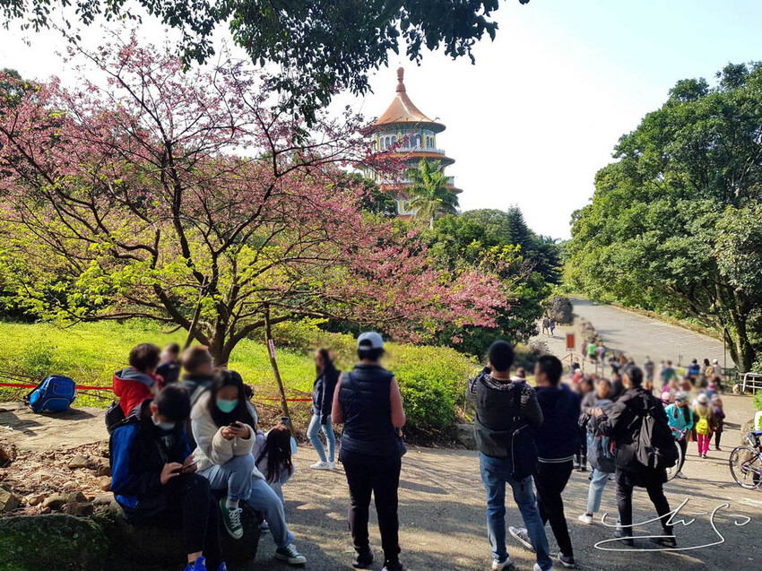 【2022淡水天元宮櫻花】賞櫻花季最新情報 ➤ 賞櫻前線交通資訊！北台灣賞櫻熱門景點！三色櫻／吉野櫻花期！