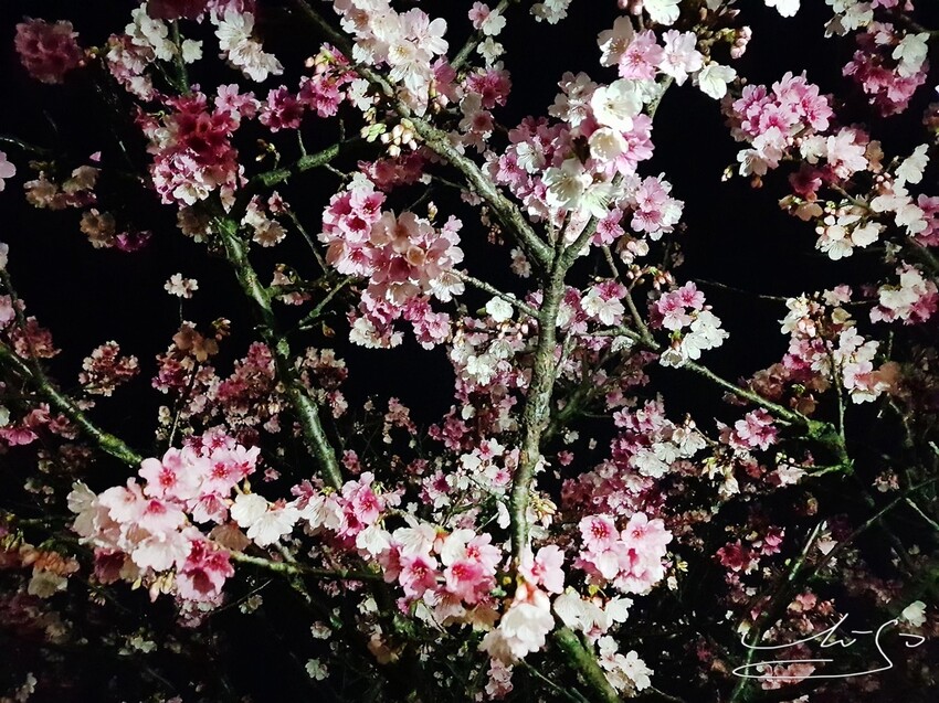 【2022東湖樂活公園櫻花】賞夜櫻最新情報 ➤ 樂活夜櫻季！3公里多達9種櫻花！北台灣賞櫻熱門景點！寒櫻/八重