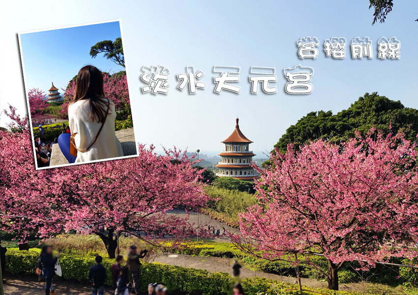 【2022淡水天元宮櫻花】賞櫻花季最新情報 ➤ 賞櫻前線交通資訊！北台灣賞櫻熱門景點！三色櫻／吉野櫻花期！