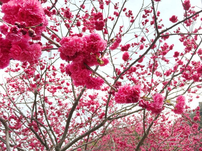 【2022台灣櫻花季】全台賞櫻景點推薦Top7 ➤ 最新情報！熱門打卡景點！交通資訊/賞櫻花期一次告訴你！