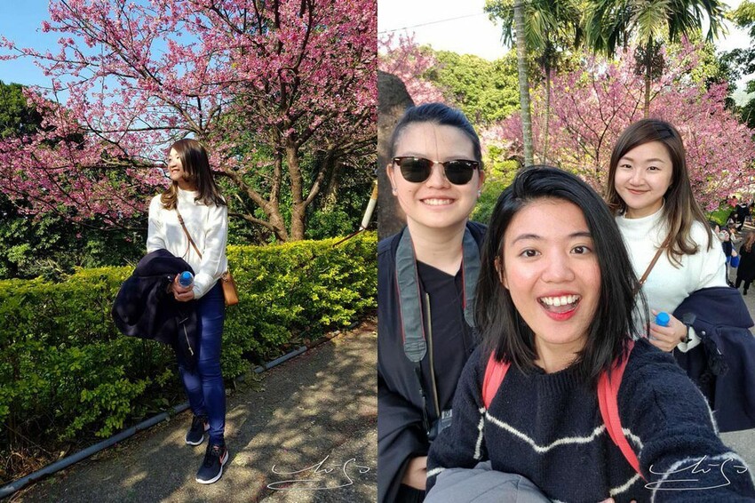 【2022淡水天元宮櫻花】賞櫻花季最新情報 ➤ 賞櫻前線交通資訊！北台灣賞櫻熱門景點！三色櫻／吉野櫻花期！