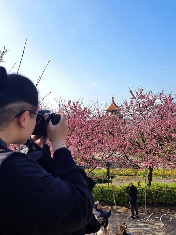 【2022淡水天元宮櫻花】賞櫻花季最新情報 ➤ 賞櫻前線交通資訊！北台灣賞櫻熱門景點！三色櫻／吉野櫻花期！