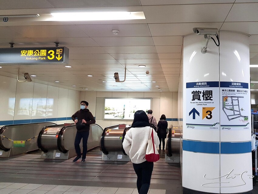 【2022東湖樂活公園櫻花】賞夜櫻最新情報 ➤ 樂活夜櫻季！3公里多達9種櫻花！北台灣賞櫻熱門景點！寒櫻/八重