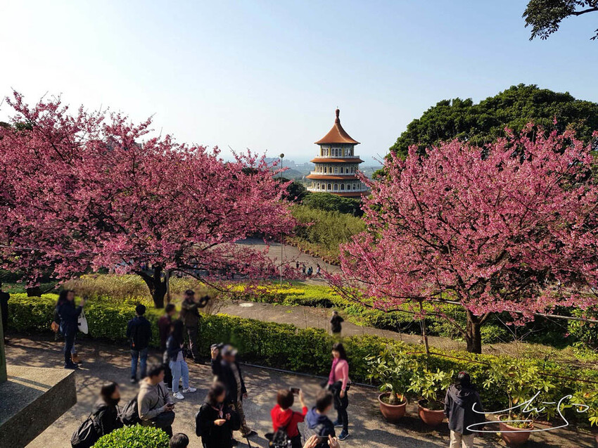 【2022淡水天元宮櫻花】賞櫻花季最新情報 ➤ 賞櫻前線交通資訊！北台灣賞櫻熱門景點！三色櫻／吉野櫻花期！