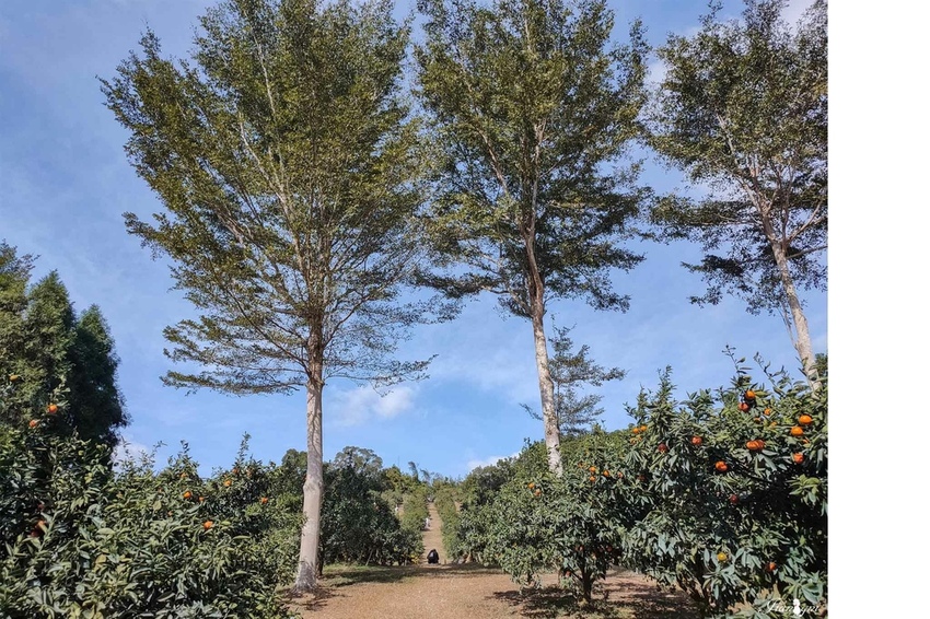 桔滿園新竹美食寶山鄉景點寵物友善