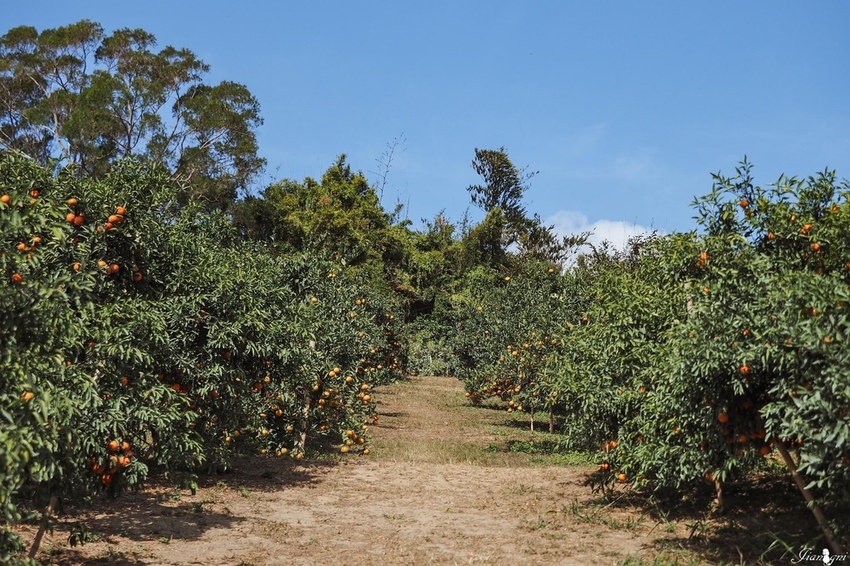 桔滿園新竹美食寶山鄉景點寵物友善