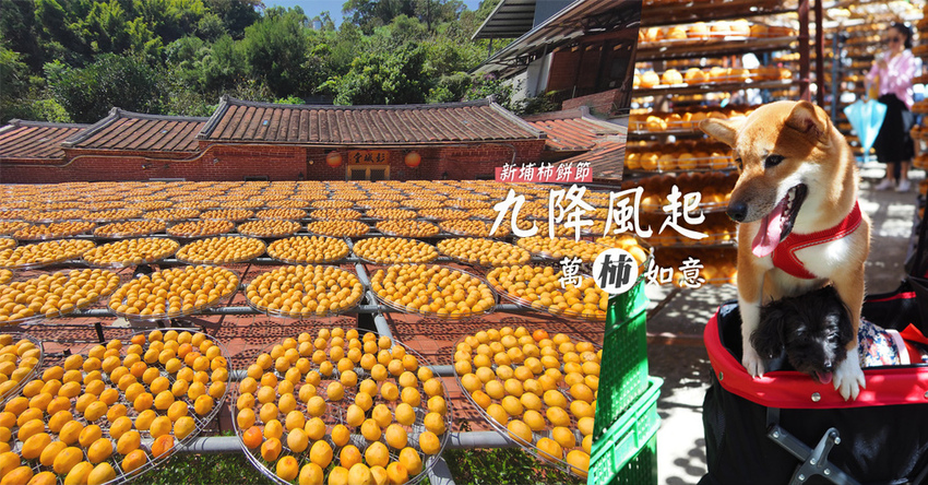 金漢柿餅農園味衛佳新竹景點寵物友善新埔柿餅節