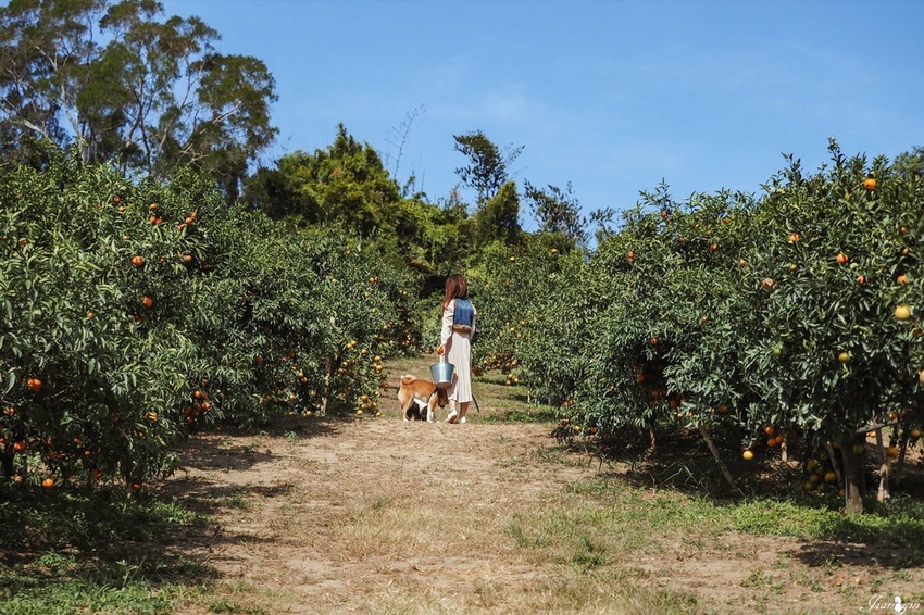 桔滿園新竹美食寶山香景點寵物友善