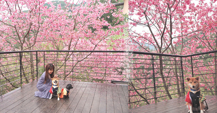 八五山甜柿露營新竹櫻花季寵物友善