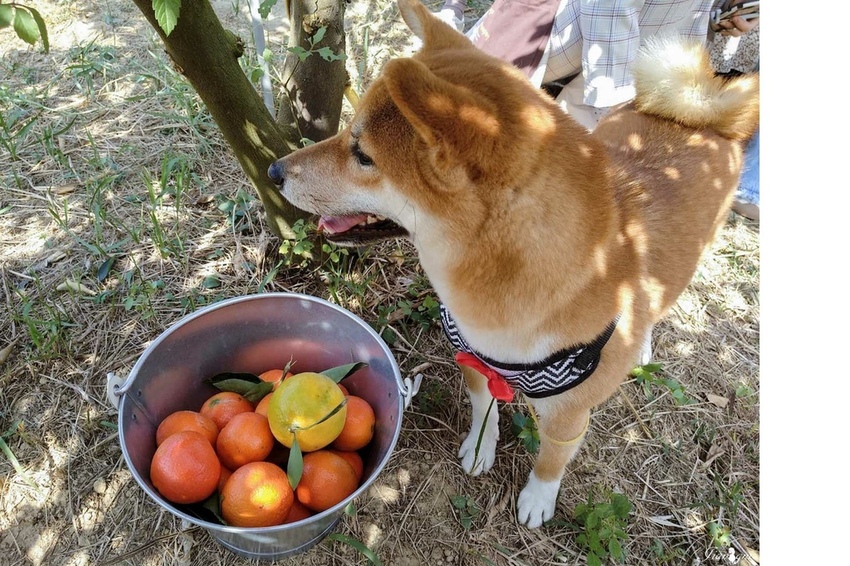桔滿園新竹美食寶山鄉景點寵物友善