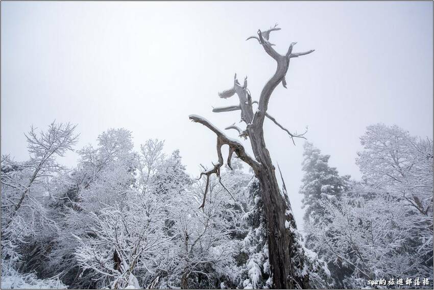 第一次在台灣的賞雪行程大成功 第一次在台灣的賞雪行程大成功