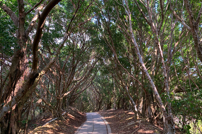 台中大肚｜萬里長城．旗開得勝步道｜藍天枯木．漫步山脊大景