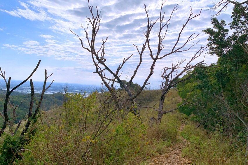 台中大肚｜萬里長城．旗開得勝步道｜藍天枯木．漫步山脊大景