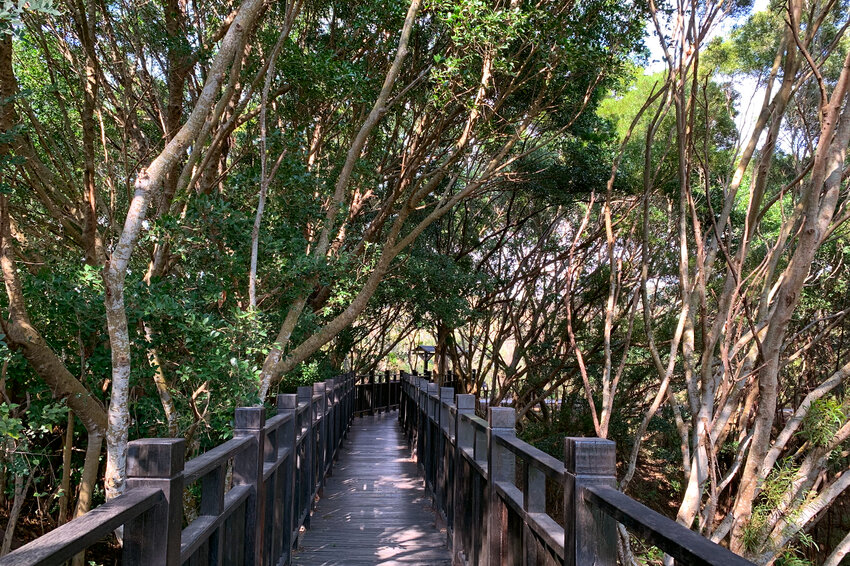 台中大肚｜萬里長城．旗開得勝步道｜藍天枯木．漫步山脊大景