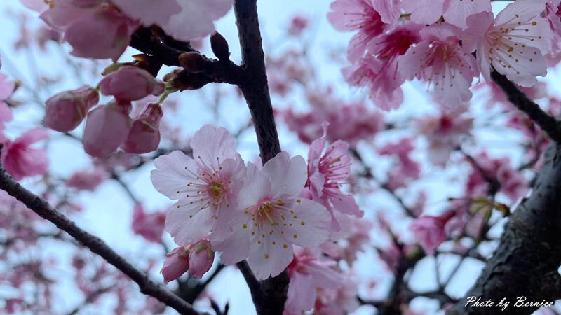 0206 1-樂活櫻花14.jpg