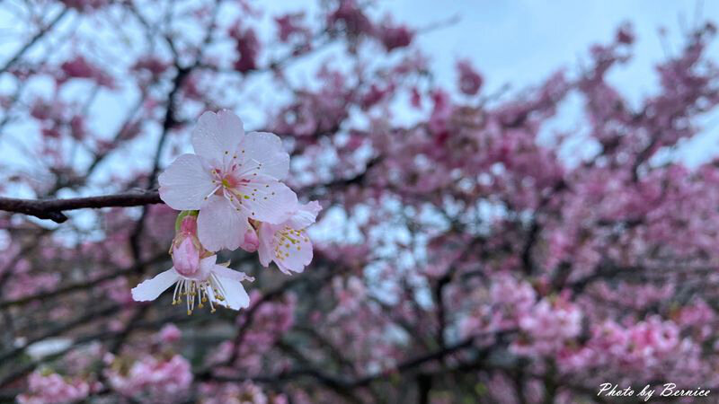 0206 1-樂活櫻花15.jpg