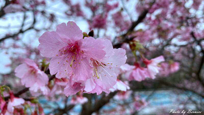 0206 1-樂活櫻花11.jpg