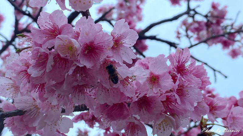 0206 1-樂活櫻花13.jpg