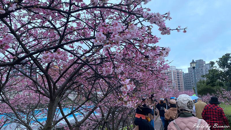 0206 1-樂活櫻花09.jpg