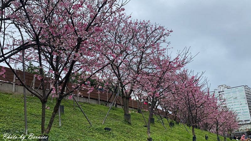 0206 1-樂活櫻花01.jpg