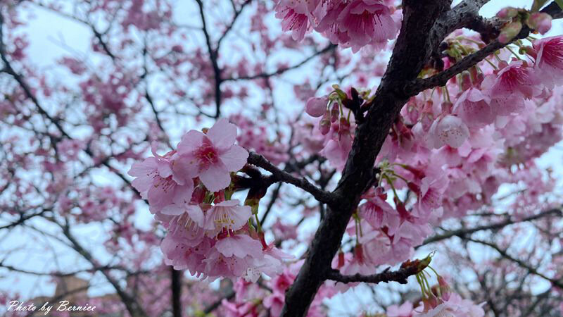 0206 1-樂活櫻花06.jpg