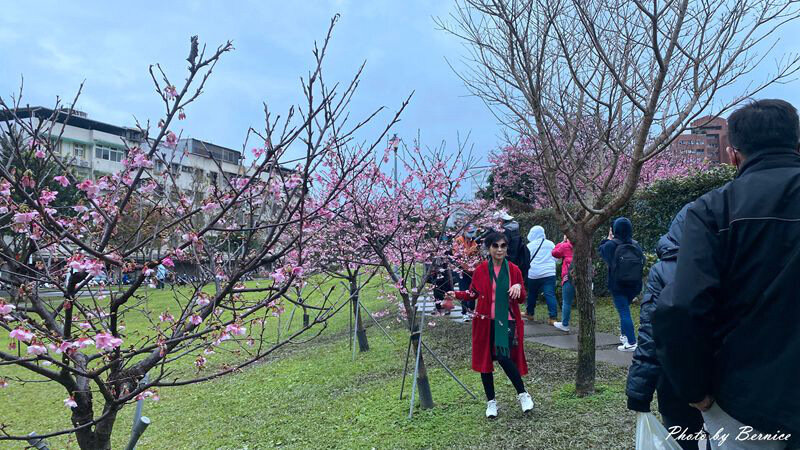 0206 1-樂活櫻花05.jpg