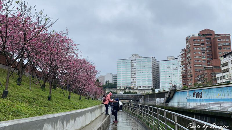 0206 1-樂活櫻花02.jpg