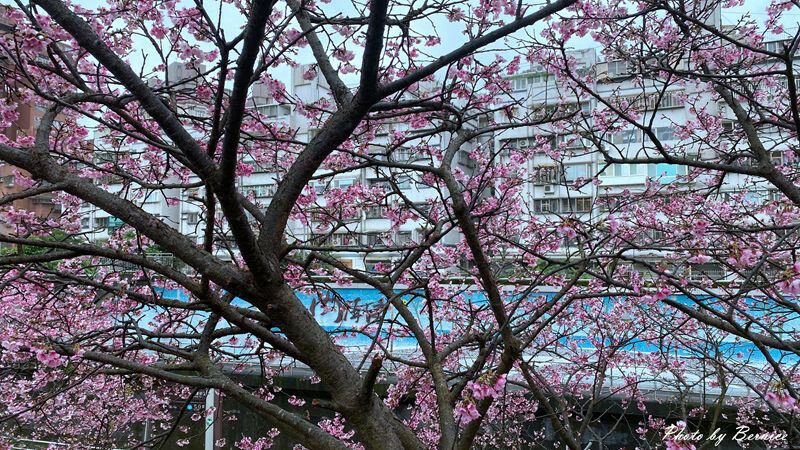 0206 1-樂活櫻花10.jpg