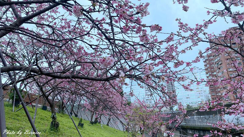 0206 1-樂活櫻花07.jpg