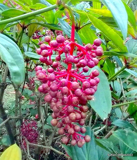 「陽明山花卉試驗中心風信子與香花篇」(Hyacinthus orientalis & other blossoms), Taipei, Taiwan, SJKen, Feb 6, 2022.