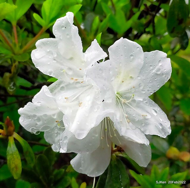 「中正紀念堂」寒流雨中賞櫻與杜鵑花(Cherry Blossom & Rhododendron at C.K.S. Memorial Hall), Taipei, Taiwan, SJKen, Feb 20, 2022.