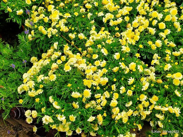 「大安森林公園2022台北杜鵑花季」(Hydrangea & Rhododendron flower exhibition at Da-An forest park), Taipei, Taiwan, SJKen, Feb 20, 2022.