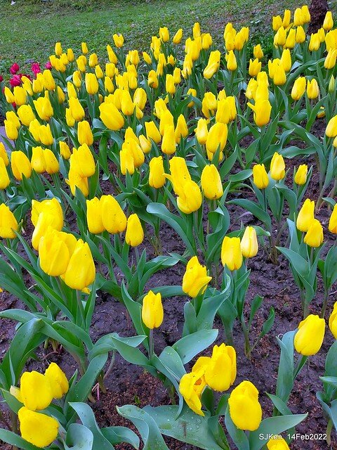 「新店碧潭風景區鬱金香花海」(Tulid blossoms at Pi lake), Hsinpei city, North Taiwan, SJKen, Feb 14, 2022.