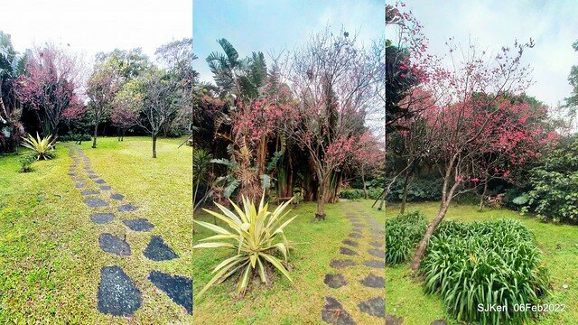 花卉試驗中心櫻花篇(2022 Cherry blossoms ), Taipei, Taiwan, SJKen,Feb 6, 2022.