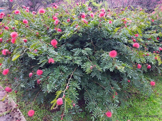 「陽明山花卉試驗中心風信子與香花篇」(Hyacinthus orientalis & other blossoms), Taipei, Taiwan, SJKen, Feb 6, 2022.