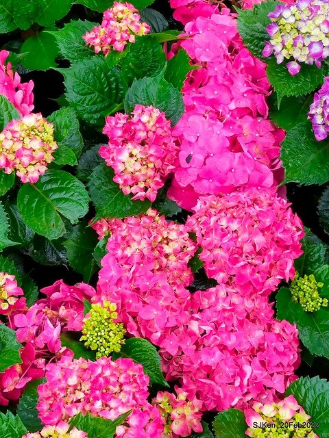 「大安森林公園2022台北杜鵑花季」(Hydrangea & Rhododendron flower exhibition at Da-An forest park), Taipei, Taiwan, SJKen, Feb 20, 2022.
