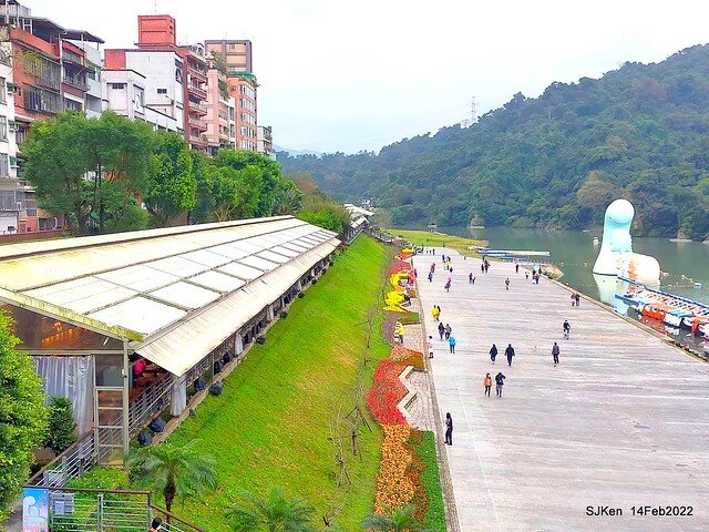 「新店碧潭風景區鬱金香花海」(Tulid blossoms at Pi lake), Hsinpei city, North Taiwan, SJKen, Feb 14, 2022.