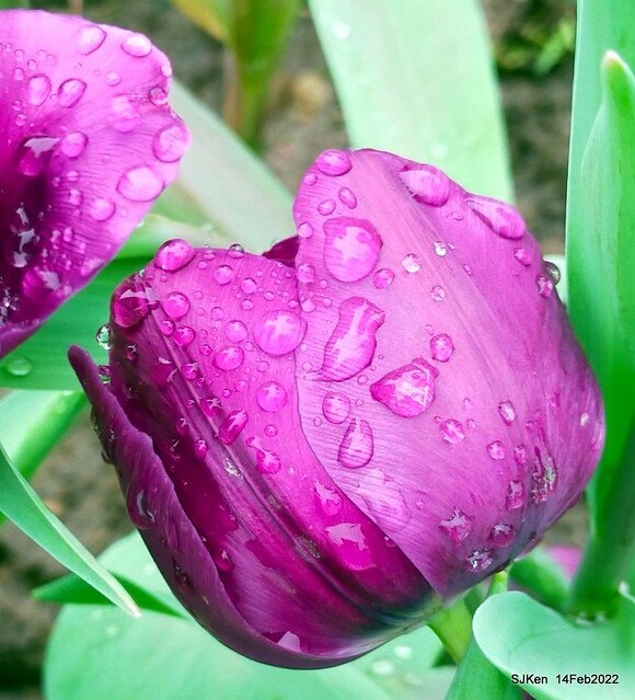 「新店碧潭風景區鬱金香花海」(Tulid blossoms at Pi lake), Hsinpei city, North Taiwan, SJKen, Feb 14, 2022.