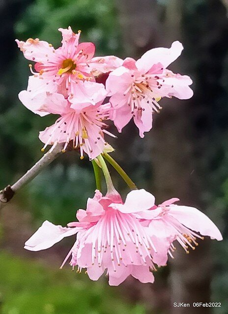 花卉試驗中心櫻花篇(2022 Cherry blossoms ), Taipei, Taiwan, SJKen,Feb 6, 2022.