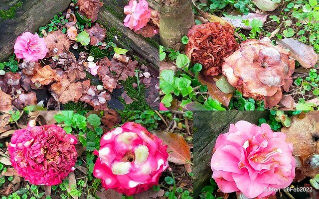 「陽明山花卉試驗中心茶花與杜鵑花」(Rhododendron &Camila), Taipei, Taiwan, SJKen, Feb 6, 2022.