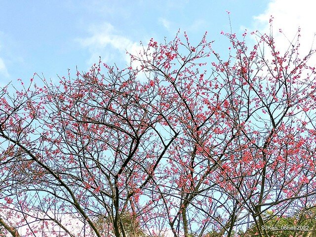 花卉試驗中心櫻花篇(2022 Cherry blossoms ), Taipei, Taiwan, SJKen,Feb 6, 2022.