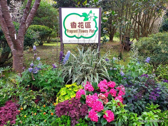 「陽明山花卉試驗中心風信子與香花篇」(Hyacinthus orientalis & other blossoms), Taipei, Taiwan, SJKen, Feb 6, 2022.