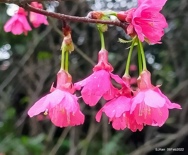 花卉試驗中心櫻花篇(2022 Cherry blossoms ), Taipei, Taiwan, SJKen,Feb 6, 2022.